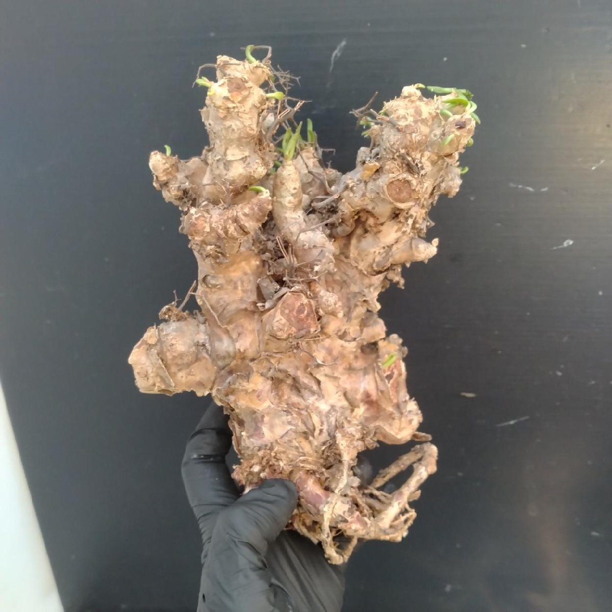 6335 「塊根植物」チレコドン レティキュラータス 抜き苗【最新到着・多肉・Tylecodon reticulatus・万物想 ・枯枝・折枝アリ】の画像4