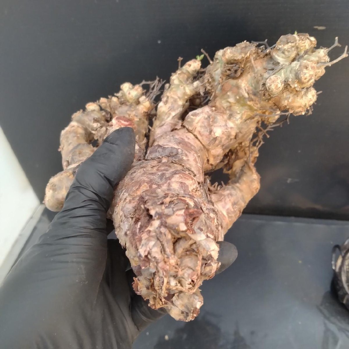 6340 「塊根植物」チレコドン レティキュラータス 抜き苗【最新到着・多肉・Tylecodon reticulatus・万物想 ・枯枝・折枝アリ】の画像4