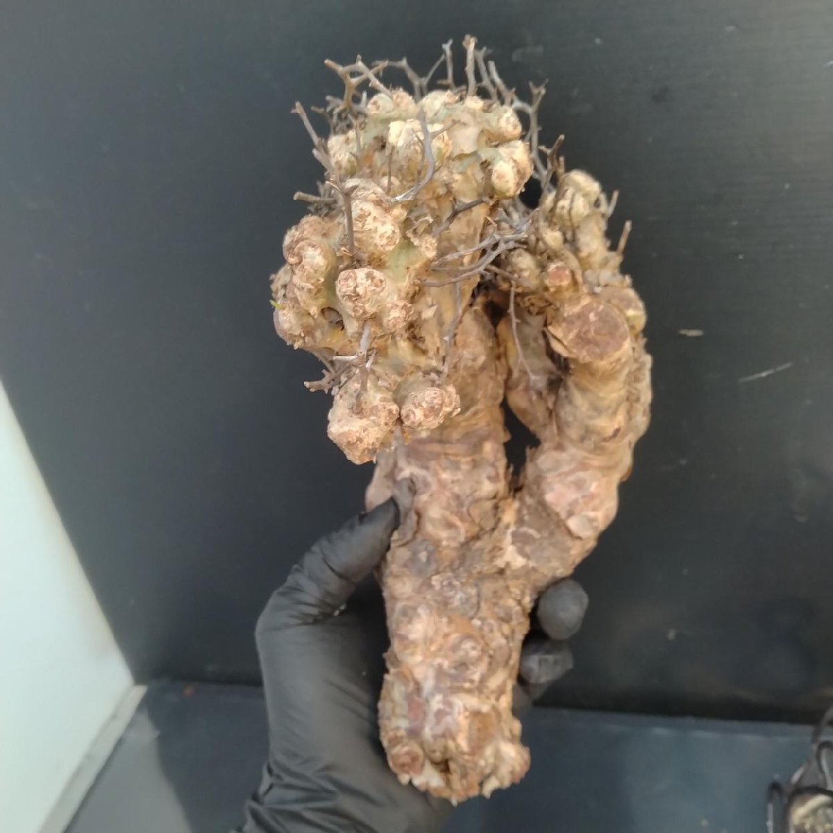 6340 「塊根植物」チレコドン レティキュラータス 抜き苗【最新到着・多肉・Tylecodon reticulatus・万物想 ・枯枝・折枝アリ】の画像5