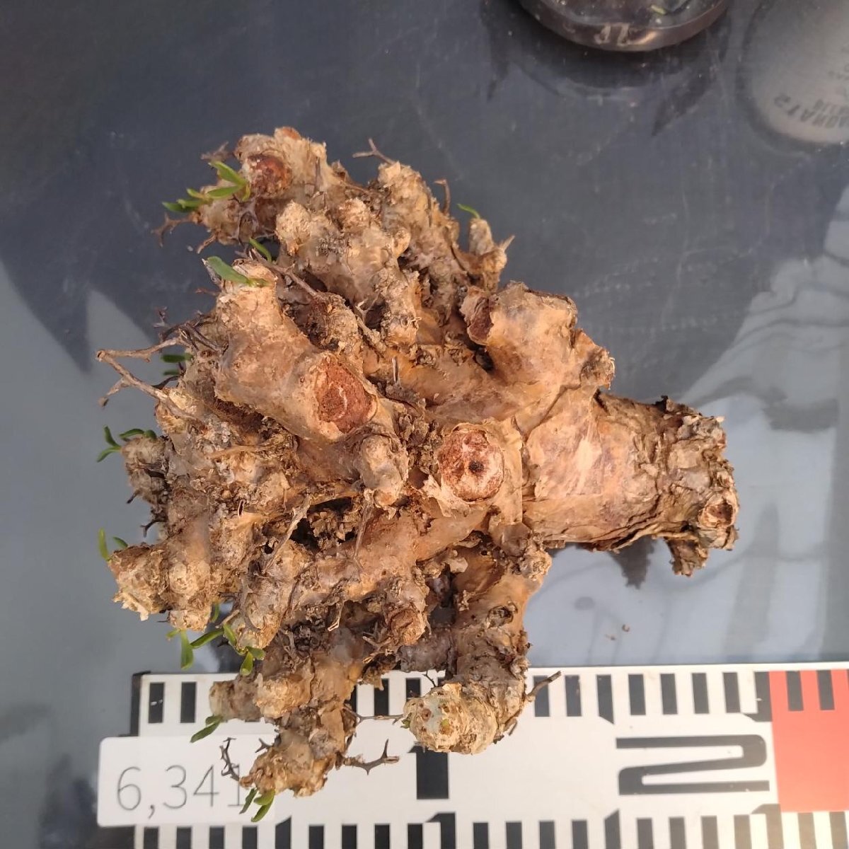 6341 「塊根植物」チレコドン レティキュラータス 抜き苗【最新到着・多肉・Tylecodon reticulatus・万物想 ・枯枝・折枝アリ】の画像7