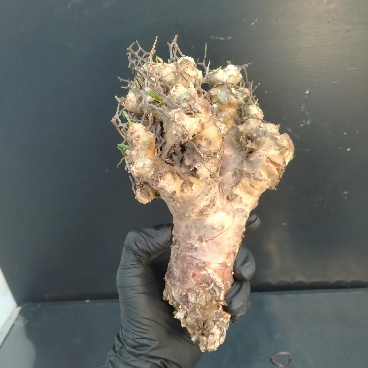 6337 「塊根植物」チレコドン レティキュラータス 抜き苗【最新到着・多肉・Tylecodon reticulatus・万物想 ・枯枝・折枝アリ】の画像4