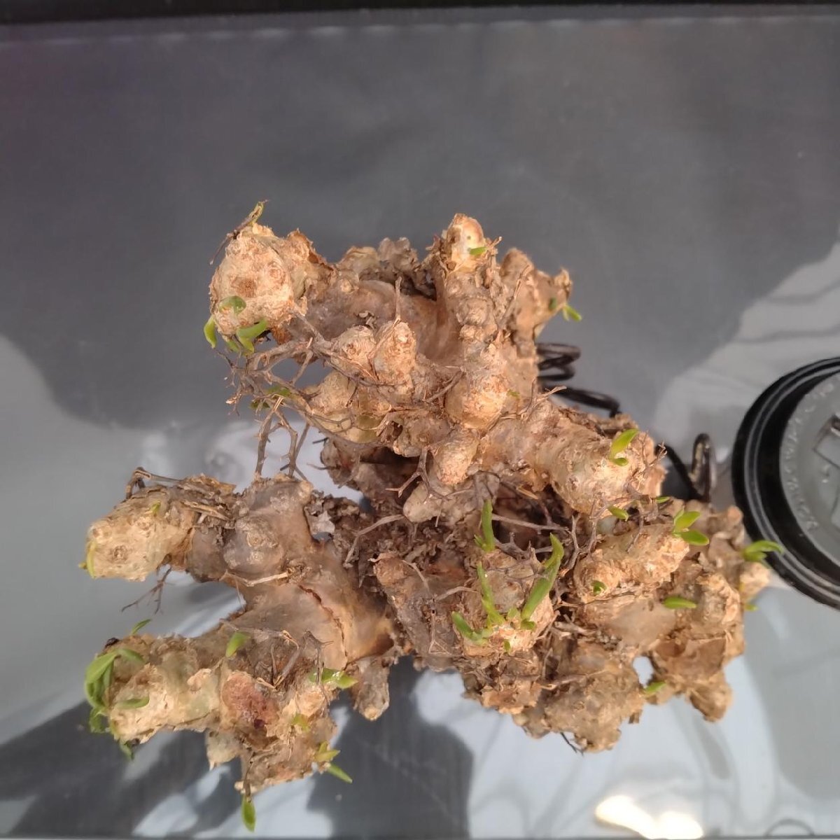 6335 「塊根植物」チレコドン レティキュラータス 抜き苗【最新到着・多肉・Tylecodon reticulatus・万物想 ・枯枝・折枝アリ】の画像2