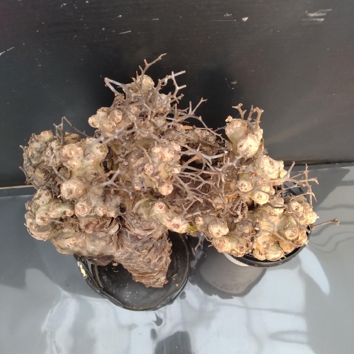 6340 「塊根植物」チレコドン レティキュラータス 抜き苗【最新到着・多肉・Tylecodon reticulatus・万物想 ・枯枝・折枝アリ】の画像3