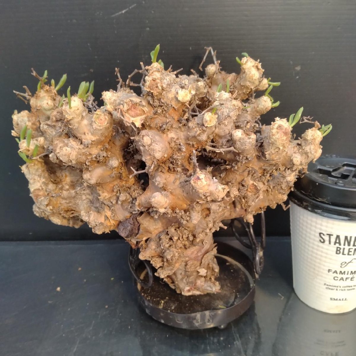 6341 「塊根植物」チレコドン レティキュラータス 抜き苗【最新到着・多肉・Tylecodon reticulatus・万物想 ・枯枝・折枝アリ】の画像1