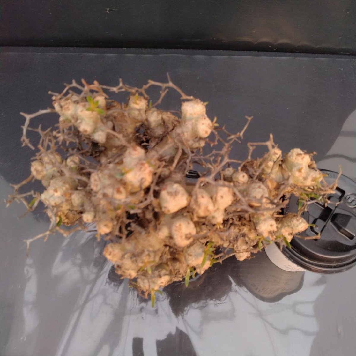 6337 「塊根植物」チレコドン レティキュラータス 抜き苗【最新到着・多肉・Tylecodon reticulatus・万物想 ・枯枝・折枝アリ】の画像2