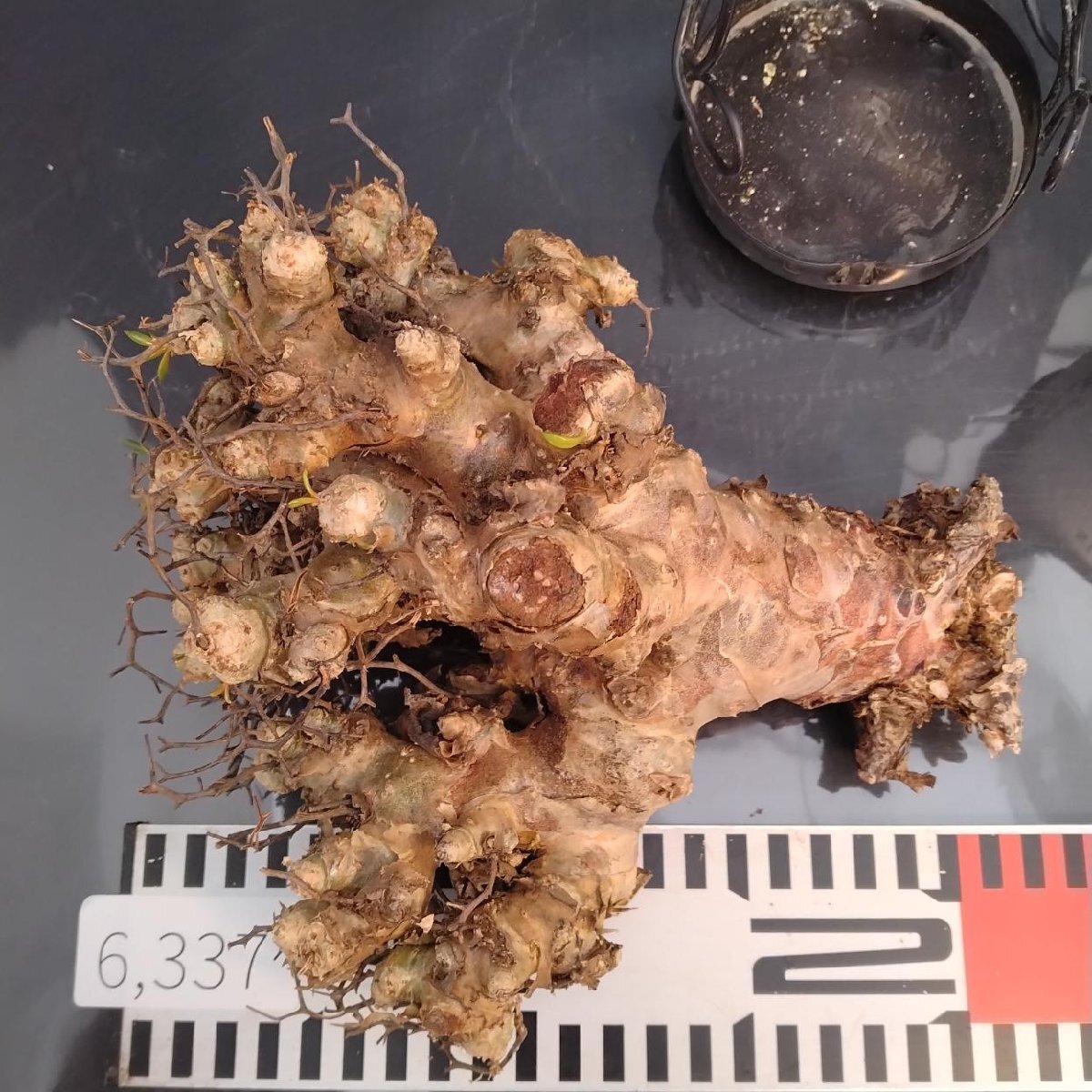 6337 「塊根植物」チレコドン レティキュラータス 抜き苗【最新到着・多肉・Tylecodon reticulatus・万物想 ・枯枝・折枝アリ】の画像7