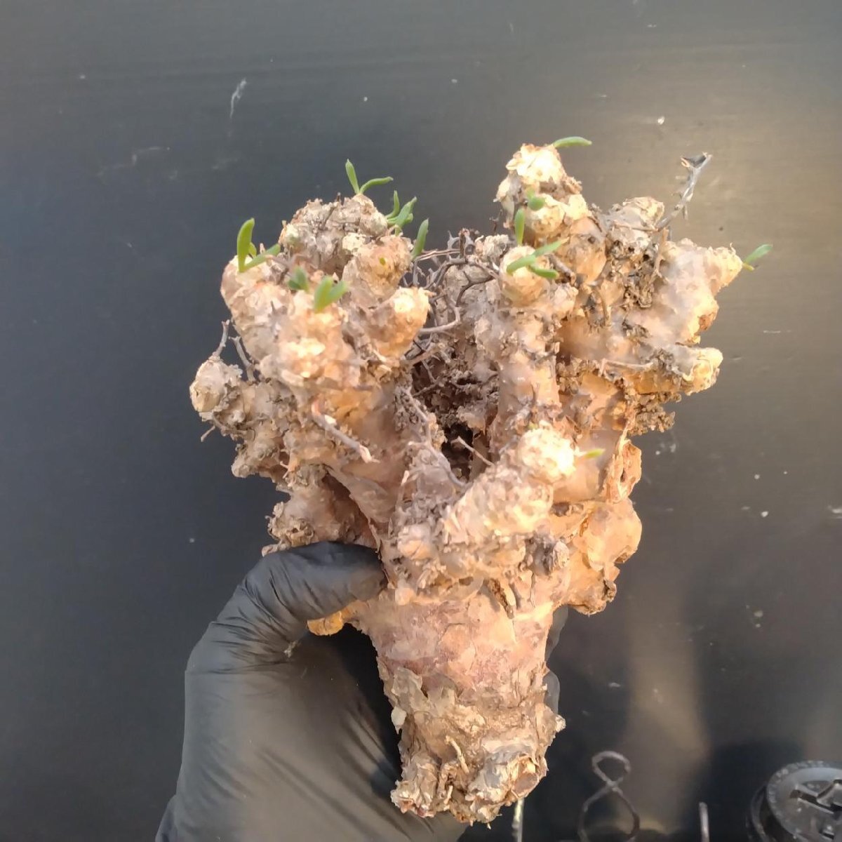 6341 「塊根植物」チレコドン レティキュラータス 抜き苗【最新到着・多肉・Tylecodon reticulatus・万物想 ・枯枝・折枝アリ】の画像5