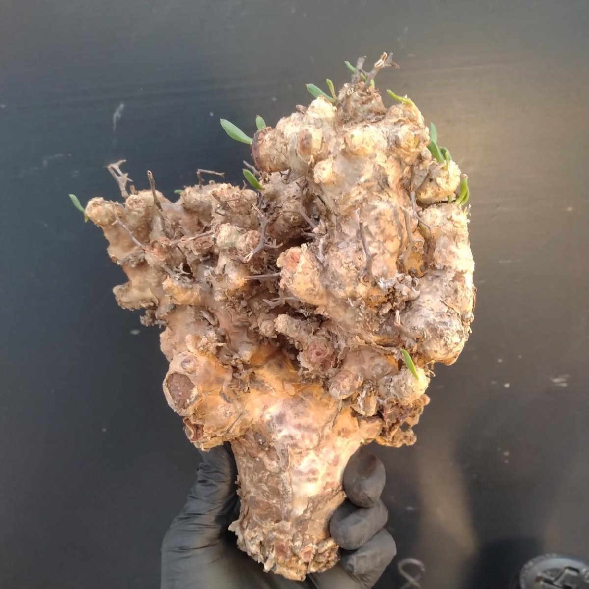 6341 「塊根植物」チレコドン レティキュラータス 抜き苗【最新到着・多肉・Tylecodon reticulatus・万物想 ・枯枝・折枝アリ】の画像6