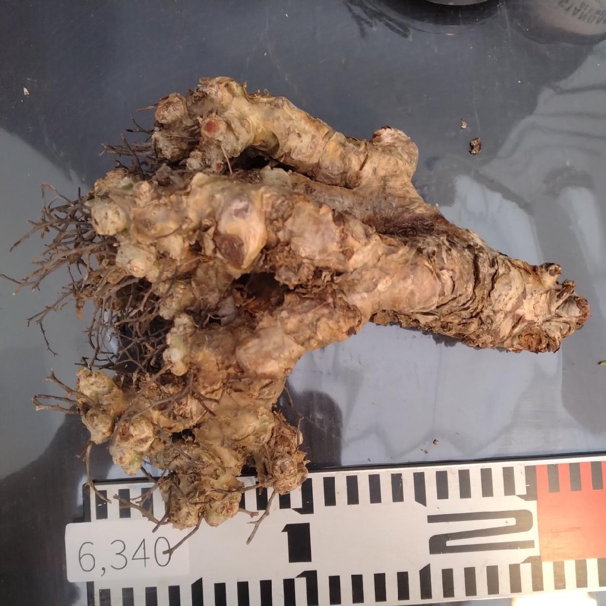 6340 「塊根植物」チレコドン レティキュラータス 抜き苗【最新到着・多肉・Tylecodon reticulatus・万物想 ・枯枝・折枝アリ】の画像7