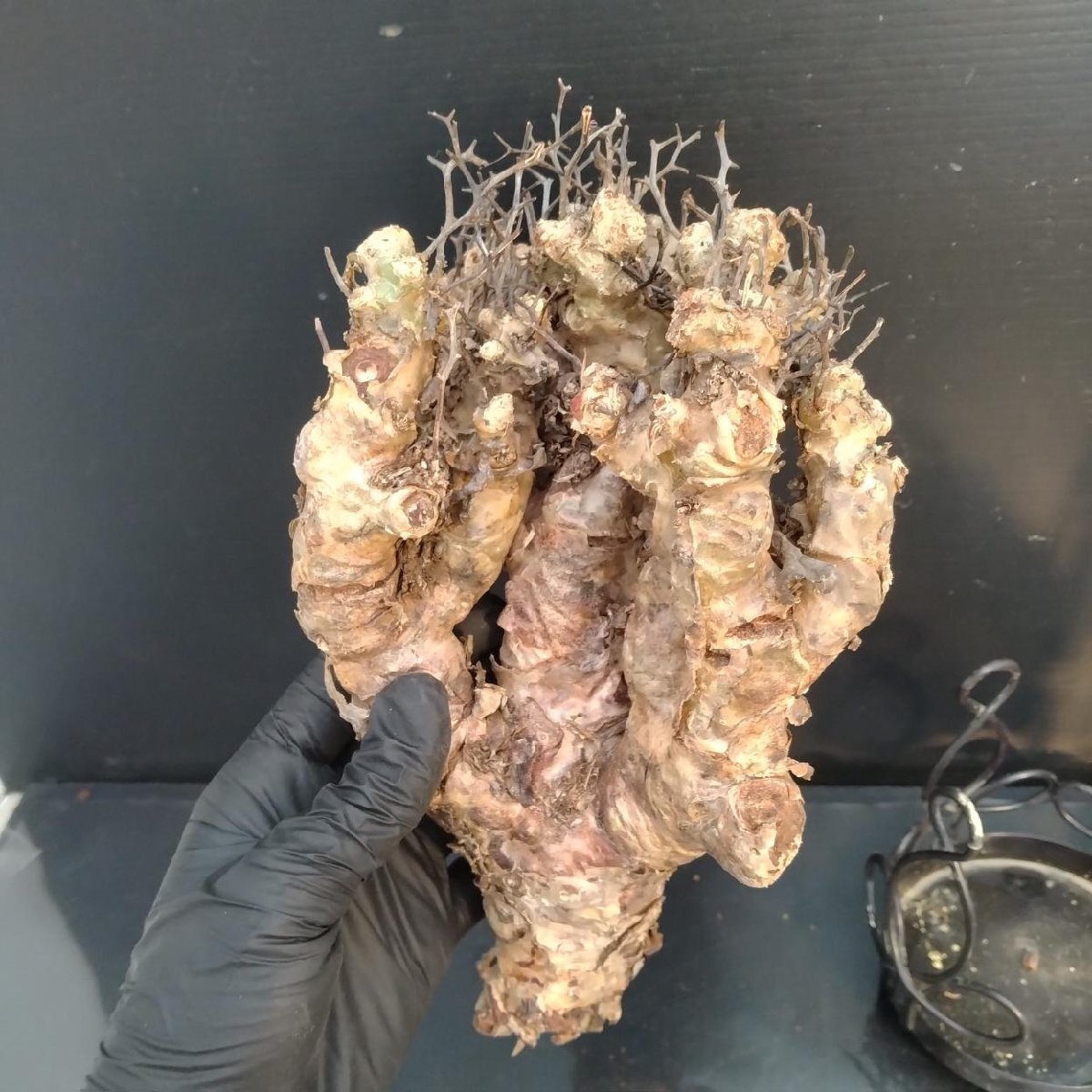 6340 「塊根植物」チレコドン レティキュラータス 抜き苗【最新到着・多肉・Tylecodon reticulatus・万物想 ・枯枝・折枝アリ】の画像6