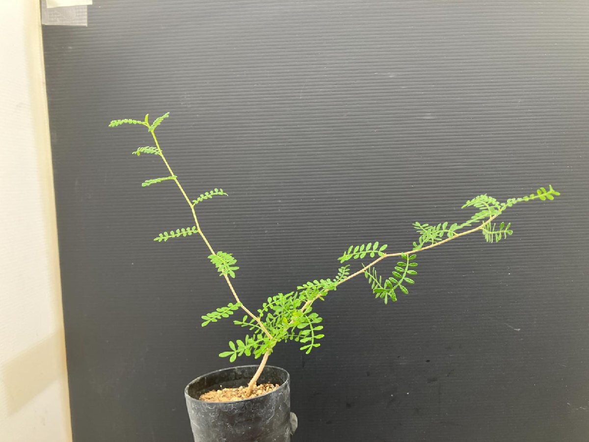 常018B 「実生株」オペルクリカリア ヒファエノイデス【画像はサンプルです・発根株・Operculicarya hyphaenoides・塊根植物】_画像6
