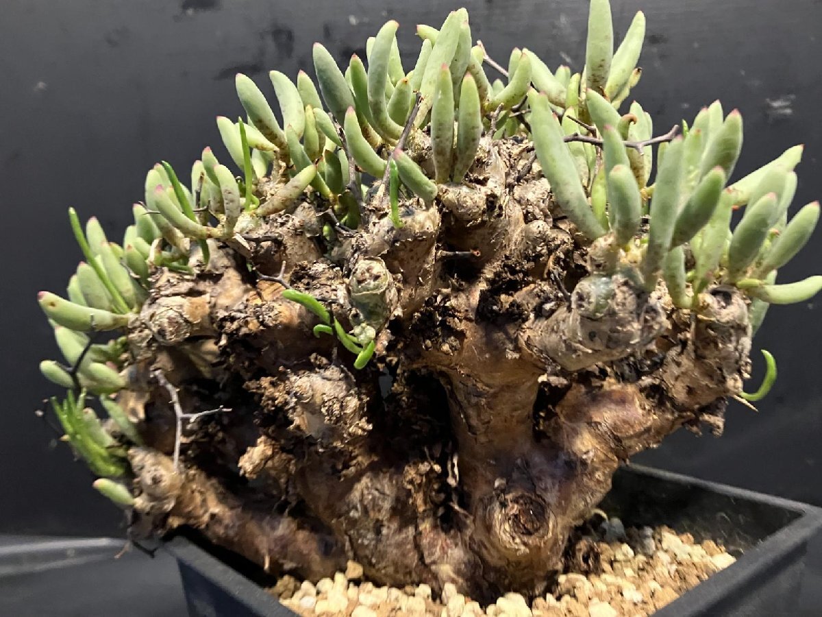 3397 「塊根植物」チレコドン レティキュラーツス【発根未確認・発芽中・多肉植物・Tylecodon reticulatus・万物想 ・枯枝・折枝アリ】の画像4