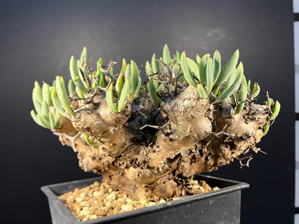 4894 「塊根植物」チレコドン レティキュラーツス 【発根未確認・発芽中・多肉植物・Tylecodon reticulatus・万物想 ・枯枝・折枝アリ】の画像4