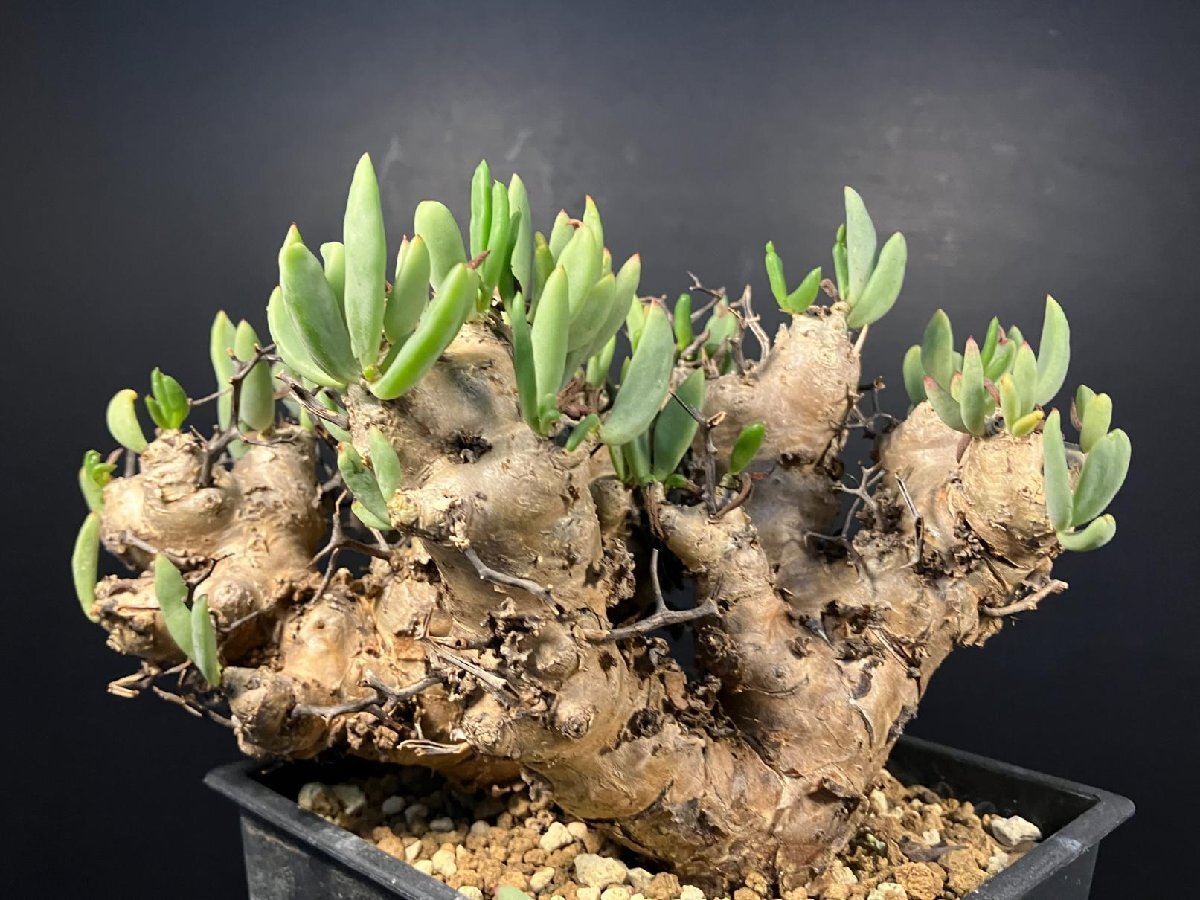 4894 「塊根植物」チレコドン レティキュラーツス 【発根未確認・発芽中・多肉植物・Tylecodon reticulatus・万物想 ・枯枝・折枝アリ】の画像1