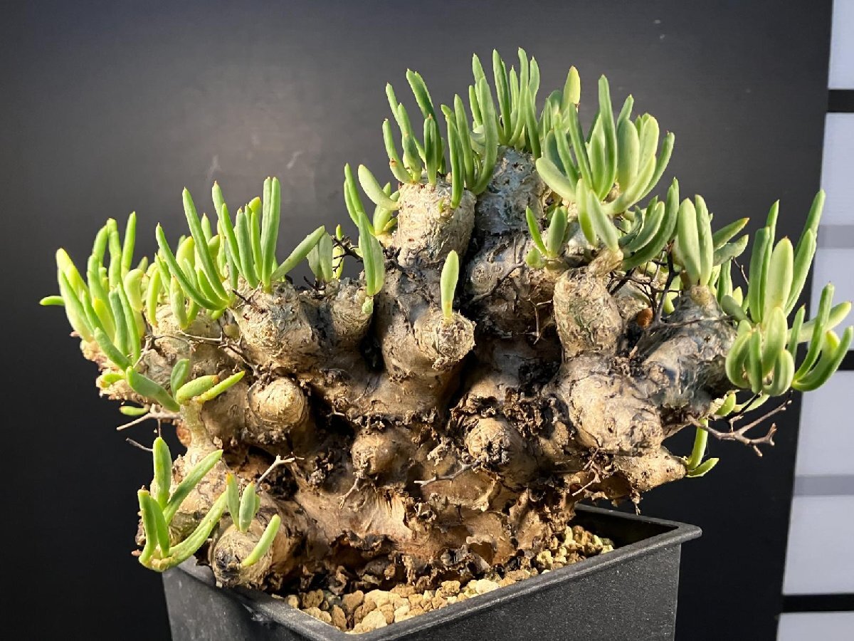 4895 「塊根植物」チレコドン レティキュラーツス 【発根未確認・発芽中・多肉植物・Tylecodon reticulatus・万物想 ・枯枝・折枝アリ】の画像4