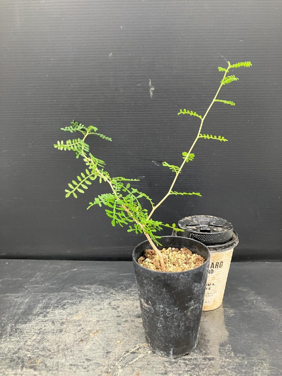 常018B 「実生株」オペルクリカリア ヒファエノイデス【画像はサンプルです・発根株・Operculicarya hyphaenoides・塊根植物】_画像2