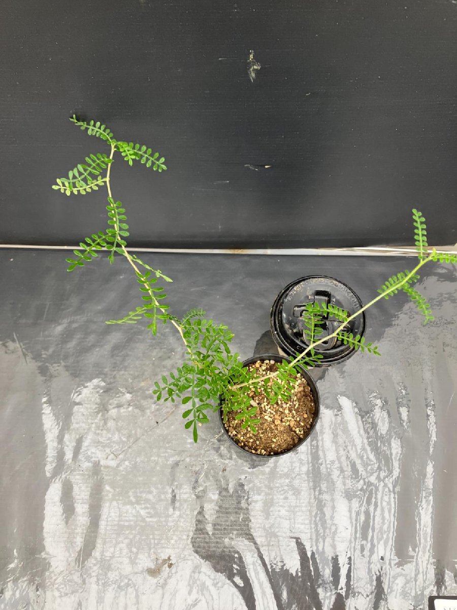 常018B 「実生株」オペルクリカリア ヒファエノイデス【画像はサンプルです・発根株・Operculicarya hyphaenoides・塊根植物】_画像4