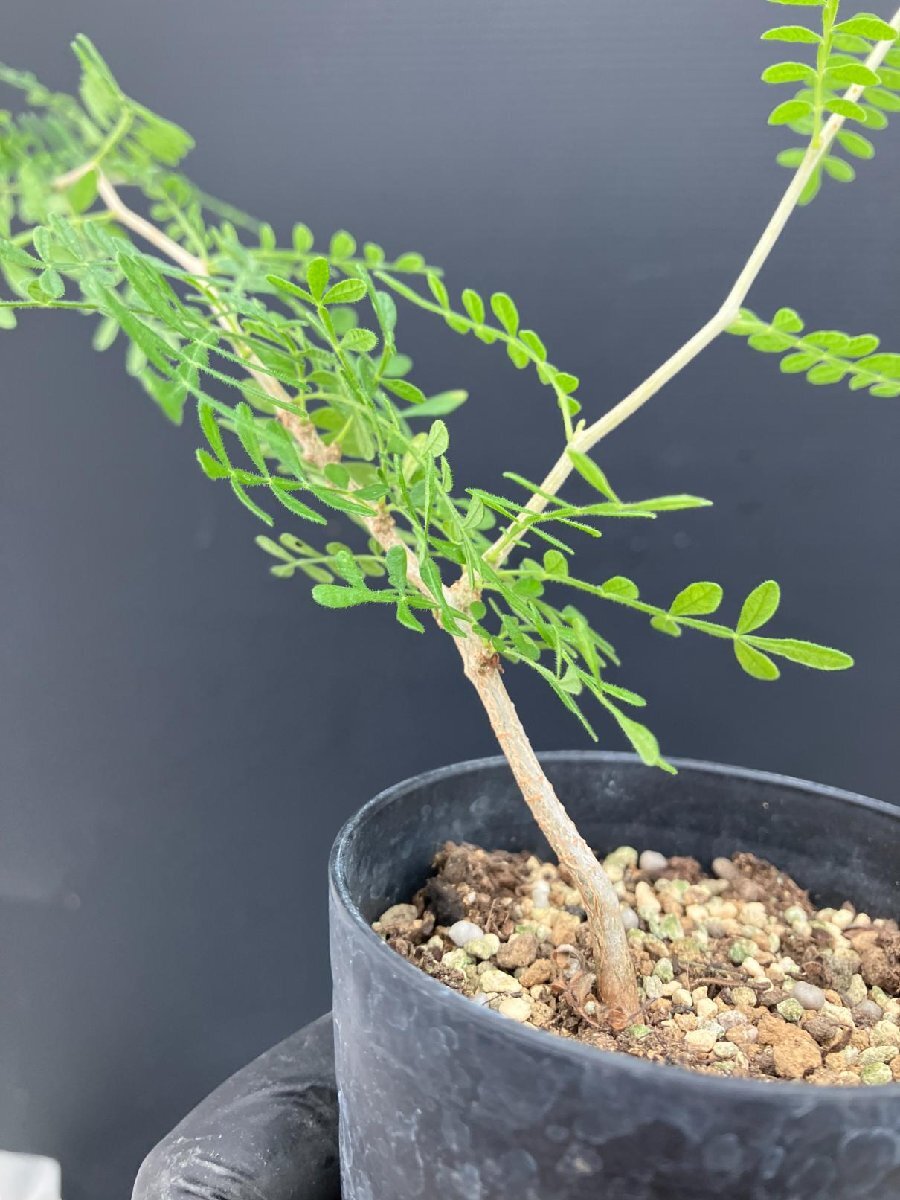 常018B 「実生株」オペルクリカリア ヒファエノイデス【画像はサンプルです・発根株・Operculicarya hyphaenoides・塊根植物】_画像5