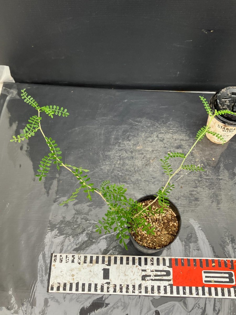 常018B 「実生株」オペルクリカリア ヒファエノイデス【画像はサンプルです・発根株・Operculicarya hyphaenoides・塊根植物】_画像7