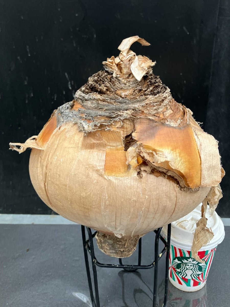 9928 「球根植物」ブーファン ハエマンソイデス 抜き苗【10/13最新到着・美株・Boophane haemanthoides・丸株】の画像1