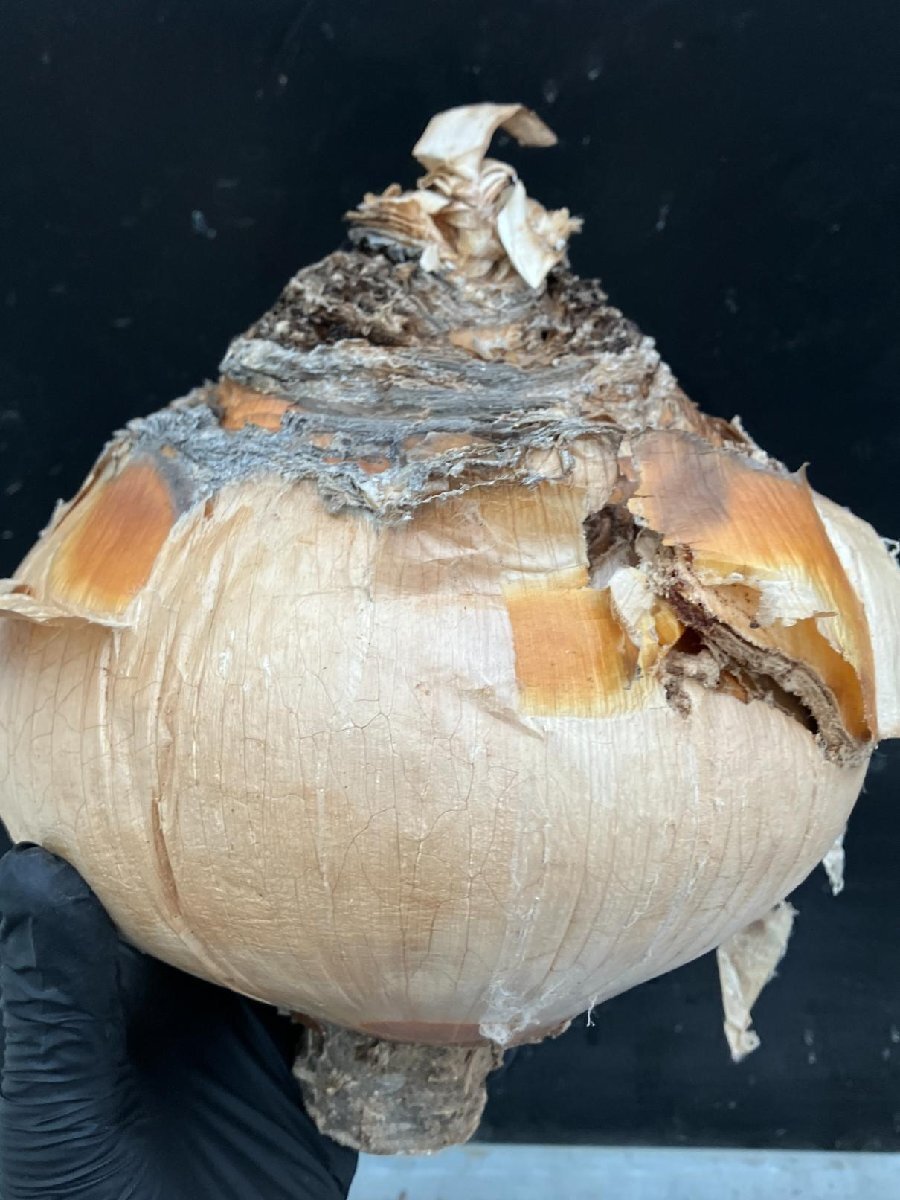 9928 「球根植物」ブーファン ハエマンソイデス 抜き苗【10/13最新到着・美株・Boophane haemanthoides・丸株】の画像5