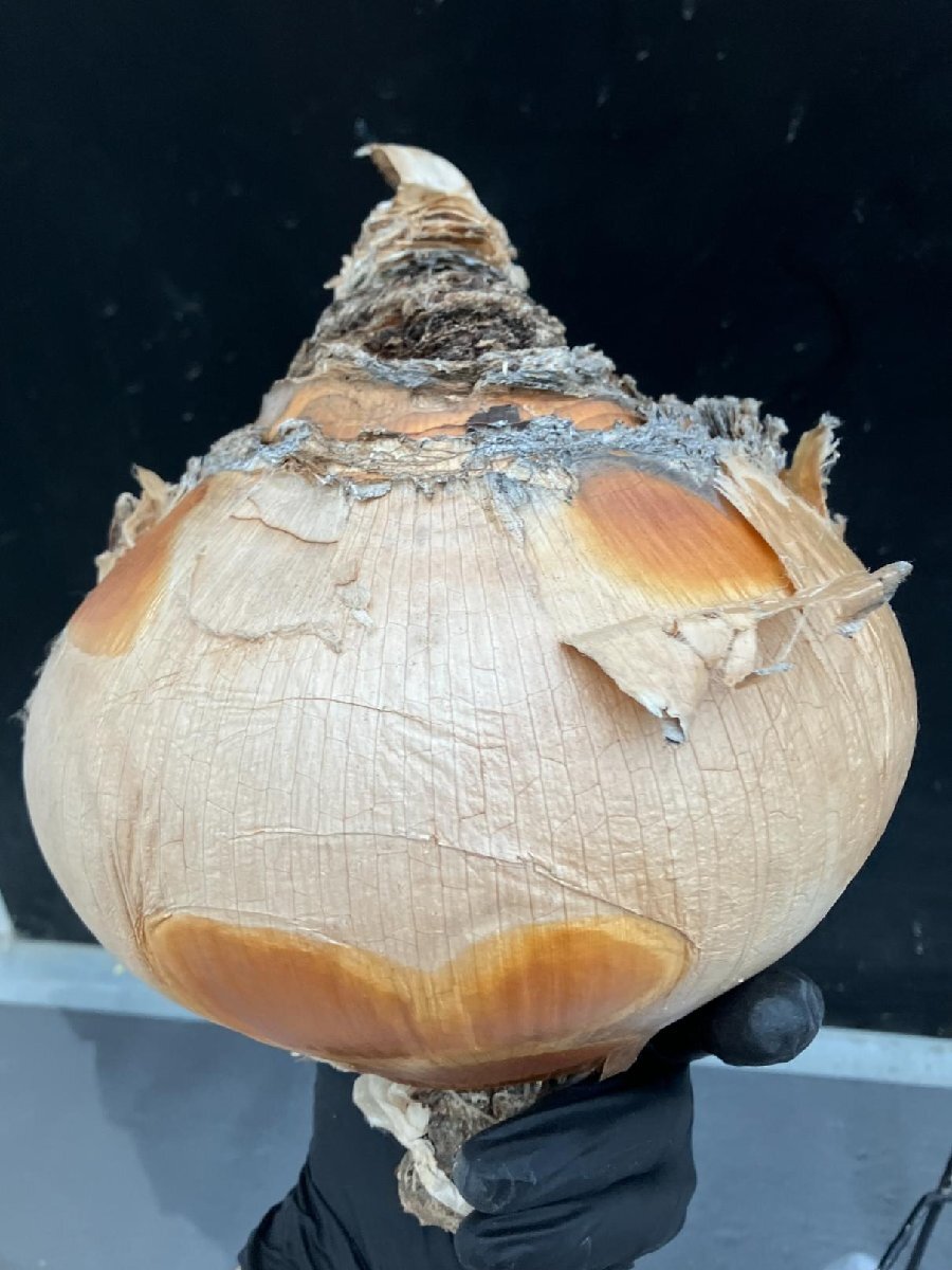 9928 「球根植物」ブーファン ハエマンソイデス 抜き苗【10/13最新到着・美株・Boophane haemanthoides・丸株】の画像8