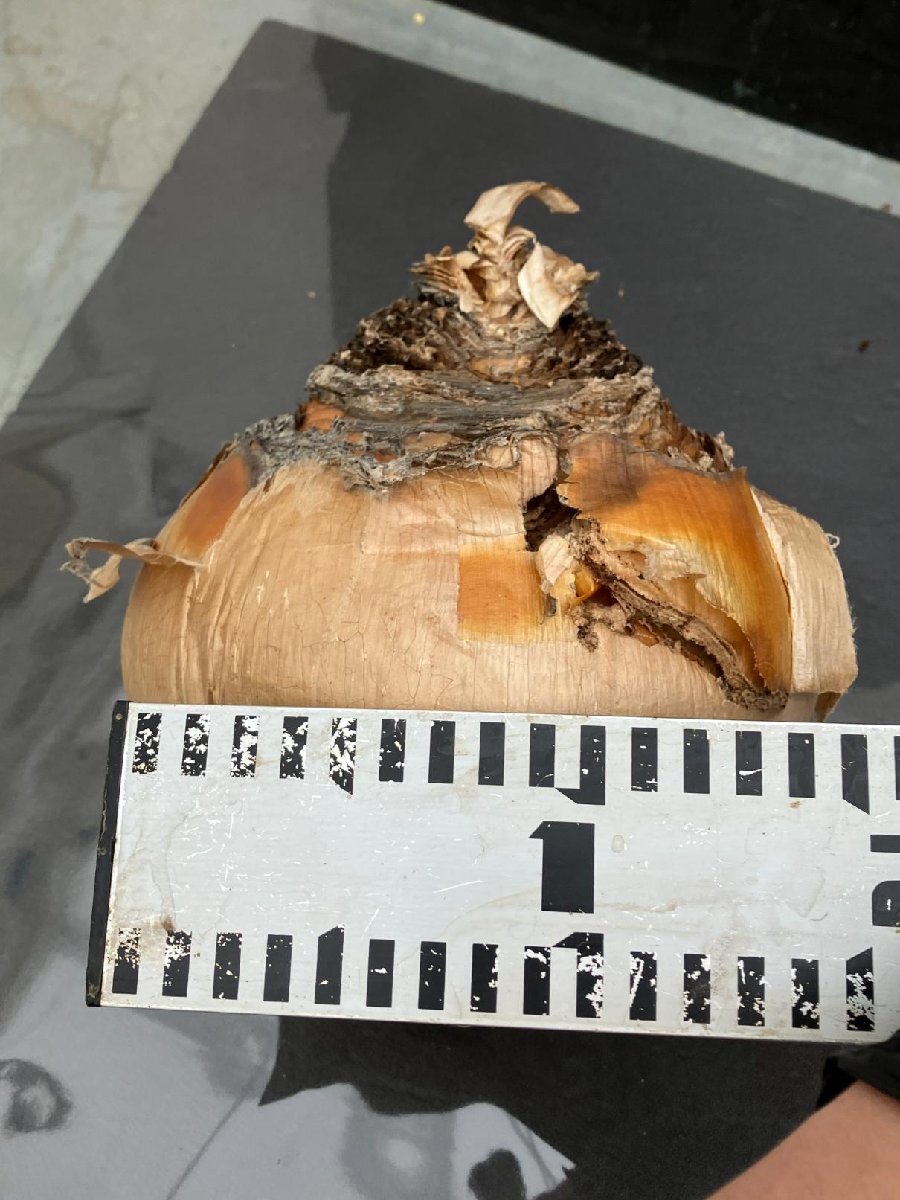 9928 「球根植物」ブーファン ハエマンソイデス 抜き苗【10/13最新到着・美株・Boophane haemanthoides・丸株】の画像9