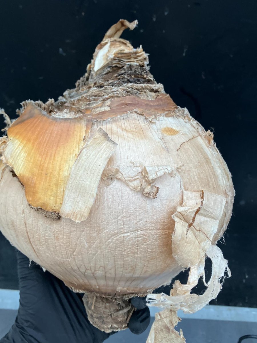 9928 「球根植物」ブーファン ハエマンソイデス 抜き苗【10/13最新到着・美株・Boophane haemanthoides・丸株】の画像6