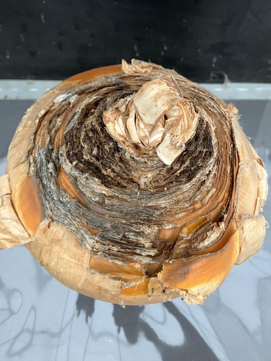 9928 「球根植物」ブーファン ハエマンソイデス 抜き苗【10/13最新到着・美株・Boophane haemanthoides・丸株】の画像3