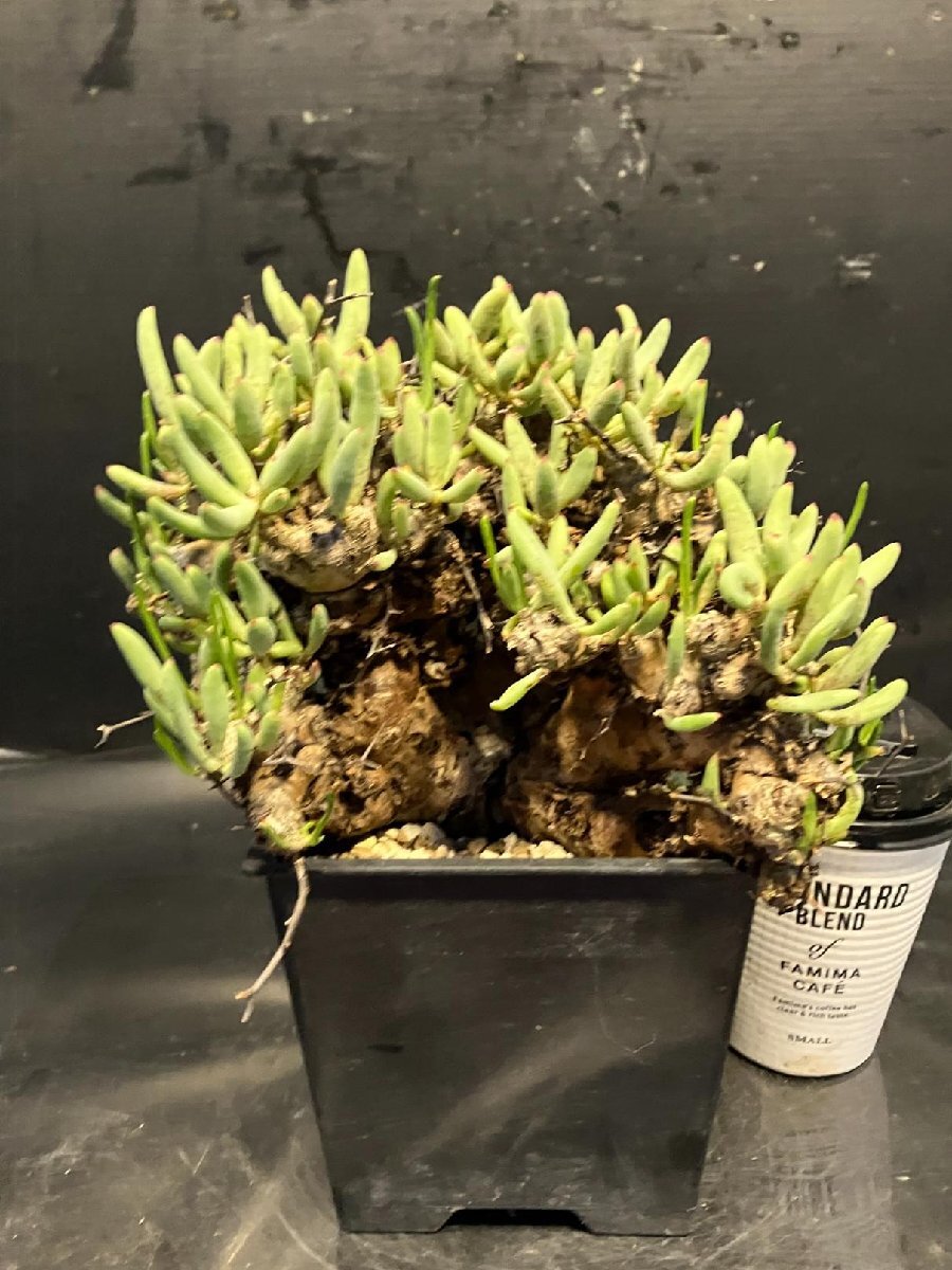 3397 「塊根植物」チレコドン レティキュラーツス【発根未確認・発芽中・多肉植物・Tylecodon reticulatus・万物想 ・枯枝・折枝アリ】の画像1