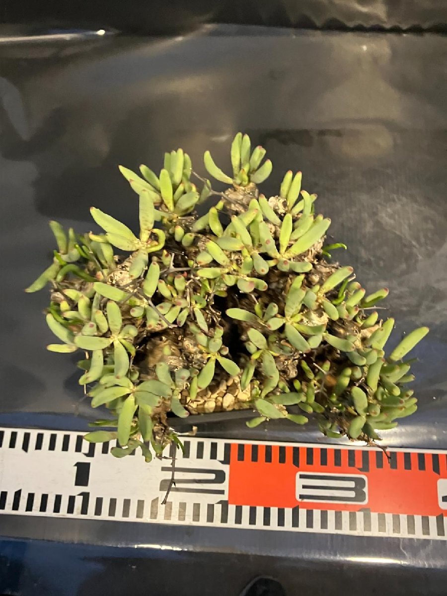 3397 「塊根植物」チレコドン レティキュラーツス【発根未確認・発芽中・多肉植物・Tylecodon reticulatus・万物想 ・枯枝・折枝アリ】の画像7