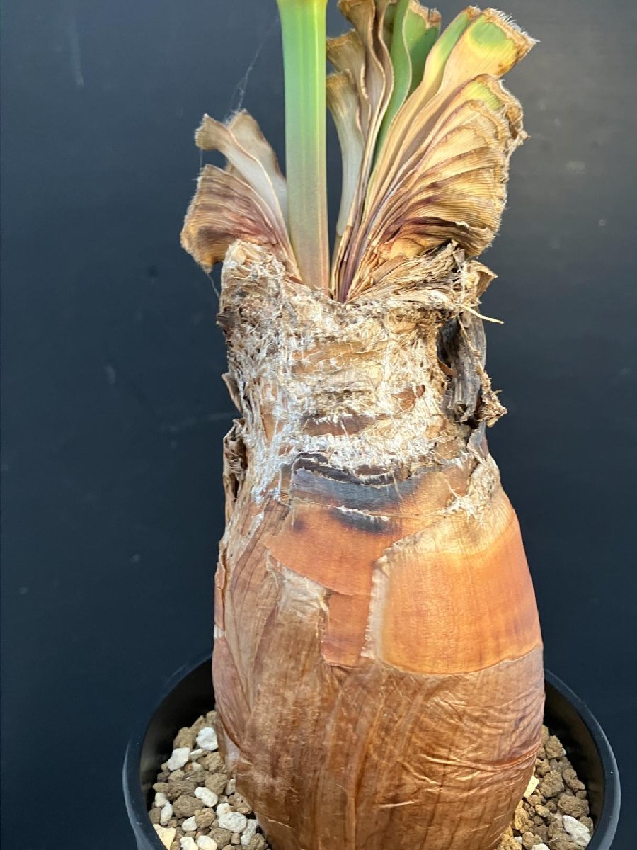 5514 「球根植物」ブーファン ディスティチャ 波打ち葉 植え【発根・美株・Boophane disticha・多肉植物・花落ち可能性あり】_画像4