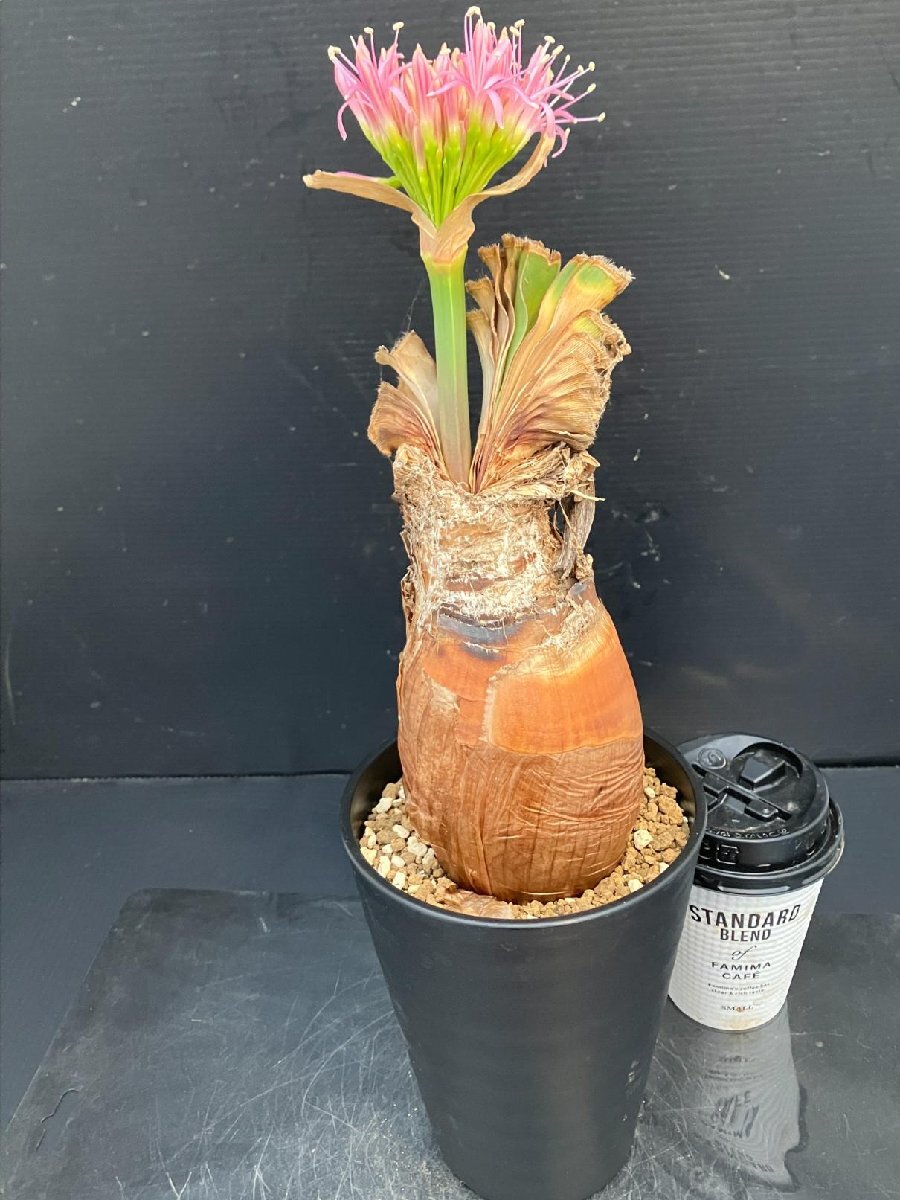 5514 「球根植物」ブーファン ディスティチャ 波打ち葉 植え【発根・美株・Boophane disticha・多肉植物・花落ち可能性あり】_画像3