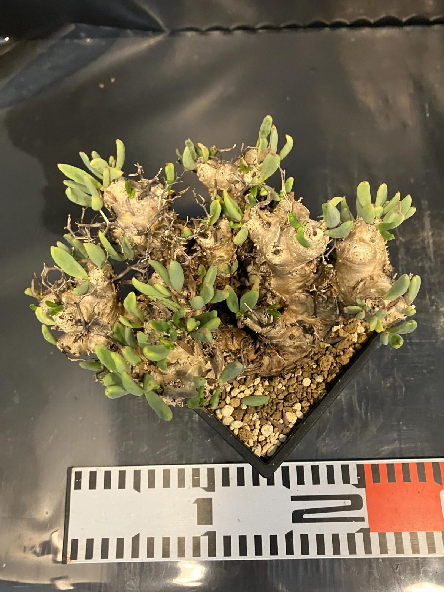 4894 「塊根植物」チレコドン レティキュラーツス 【発根未確認・発芽中・多肉植物・Tylecodon reticulatus・万物想 ・枯枝・折枝アリ】の画像6