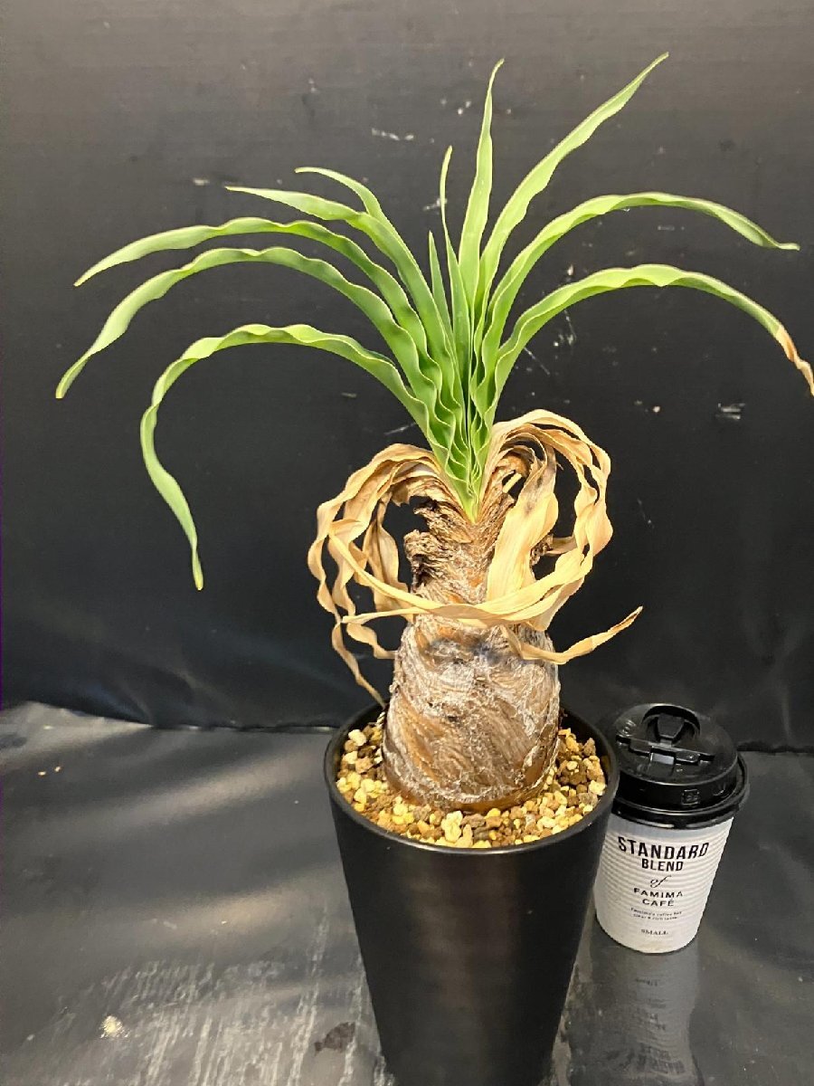5726 「球根植物」ブーファン ディスティチャ 波打ち葉 植え【発根・美株・Boophane disticha・多肉植物】_画像3