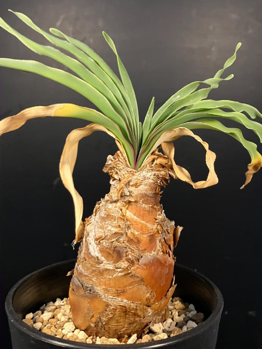 5724 「球根植物」ブーファン ディスティチャ 波打ち葉 植え【発根・美株・Boophane disticha・多肉植物】_画像1