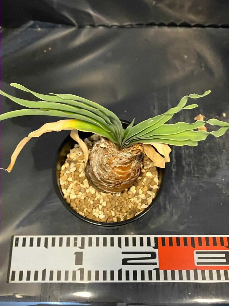 5724 「球根植物」ブーファン ディスティチャ 波打ち葉 植え【発根・美株・Boophane disticha・多肉植物】_画像6