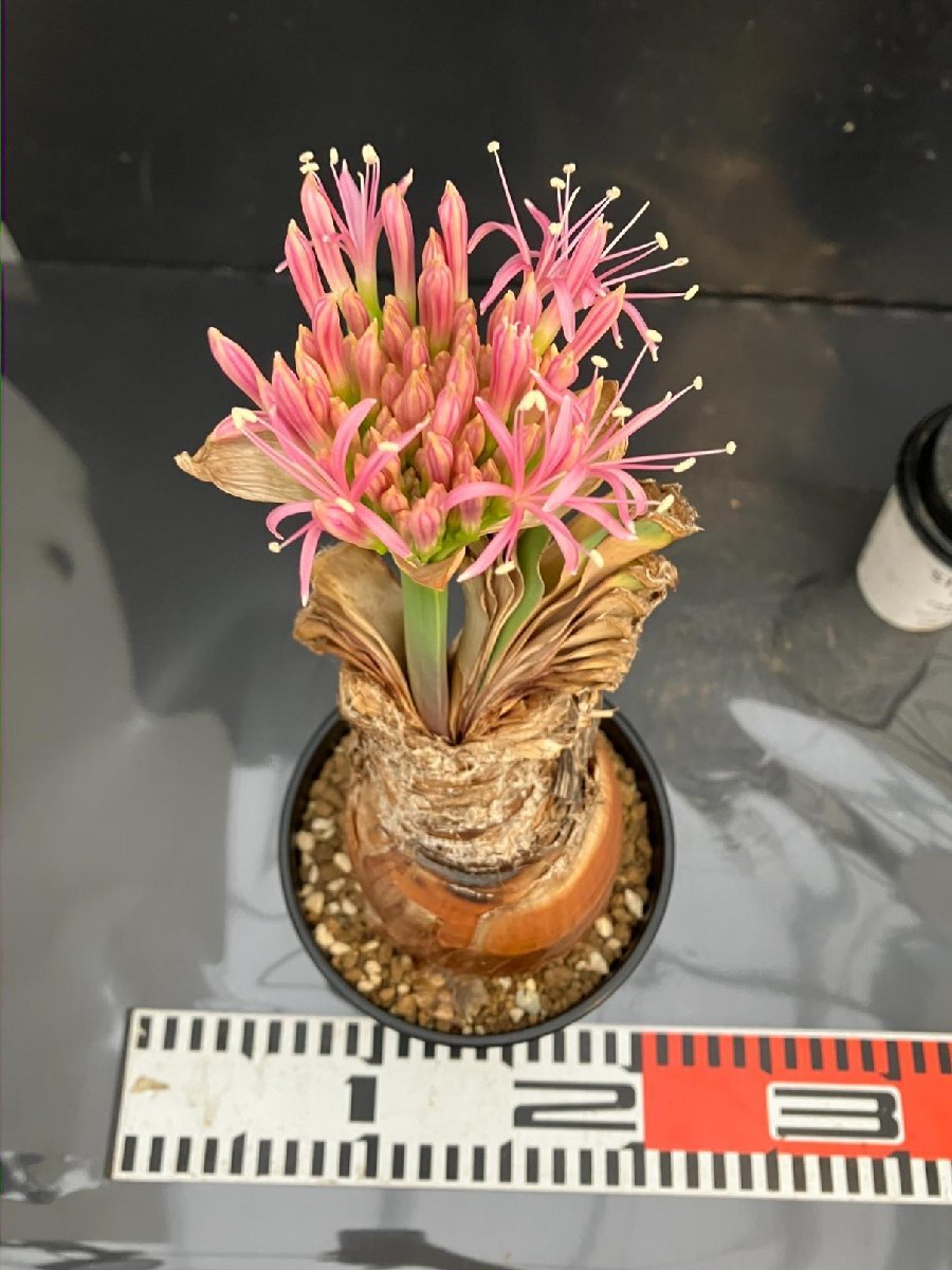 5514 「球根植物」ブーファン ディスティチャ 波打ち葉 植え【発根・美株・Boophane disticha・多肉植物・花落ち可能性あり】_画像6