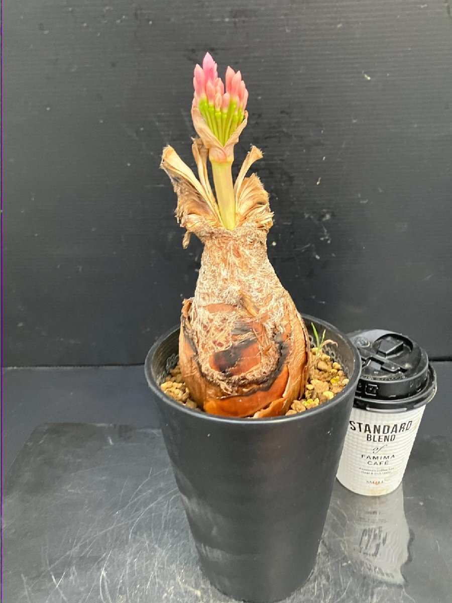 5517 「球根植物」ブーファン ディスティチャ 波打ち葉 植え【発根・美株・Boophane disticha・多肉植物・花落ち可能性あり】_画像3