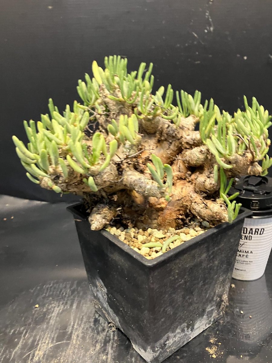 4895 「塊根植物」チレコドン レティキュラーツス 【発根未確認・発芽中・多肉植物・Tylecodon reticulatus・万物想 ・枯枝・折枝アリ】の画像3