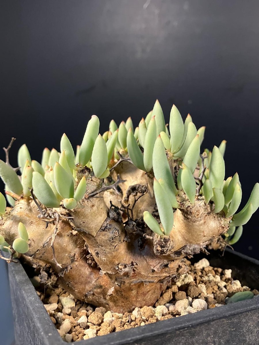 4896 「塊根植物」チレコドン レティキュラーツス 【発根未確認・発芽中・多肉植物・Tylecodon reticulatus・万物想 ・枯枝・折枝アリ】の画像4