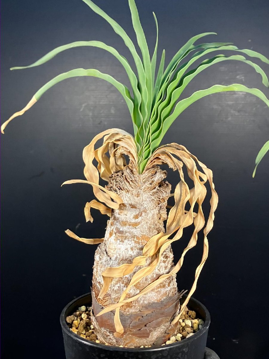 5726 「球根植物」ブーファン ディスティチャ 波打ち葉 植え【発根・美株・Boophane disticha・多肉植物】_画像4