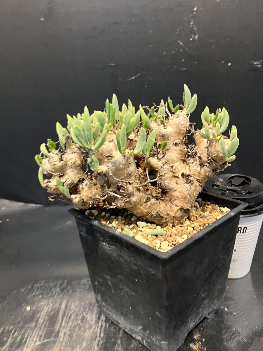 4894 「塊根植物」チレコドン レティキュラーツス 【発根未確認・発芽中・多肉植物・Tylecodon reticulatus・万物想 ・枯枝・折枝アリ】の画像3