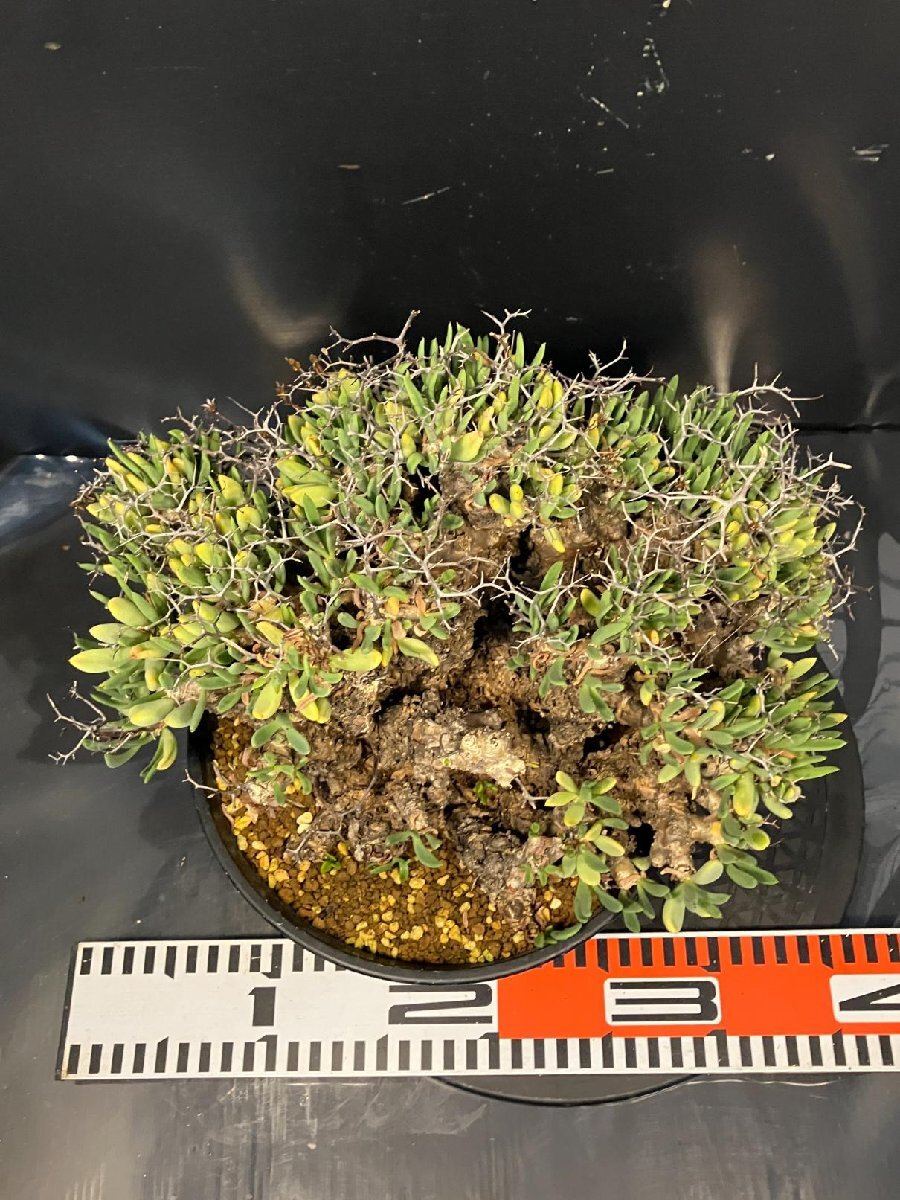 4897 「塊根植物」チレコドン レティキュラーツス大【発根未確認・発芽中・多肉植物・Tylecodon reticulatus・万物想 ・枯枝・折枝アリ】の画像9