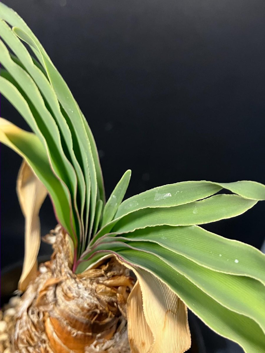 5724 「球根植物」ブーファン ディスティチャ 波打ち葉 植え【発根・美株・Boophane disticha・多肉植物】_画像5