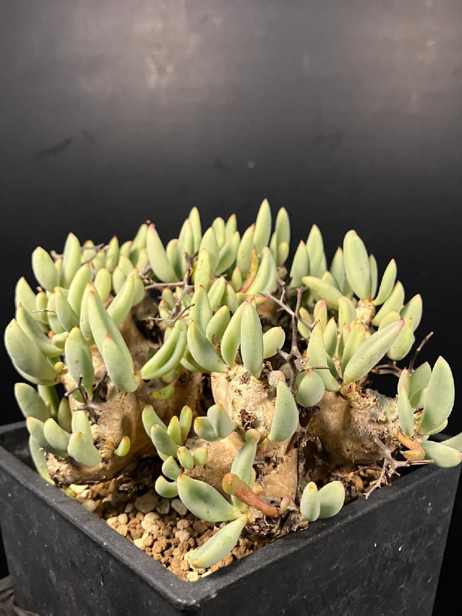 4896 「塊根植物」チレコドン レティキュラーツス 【発根未確認・発芽中・多肉植物・Tylecodon reticulatus・万物想 ・枯枝・折枝アリ】の画像1