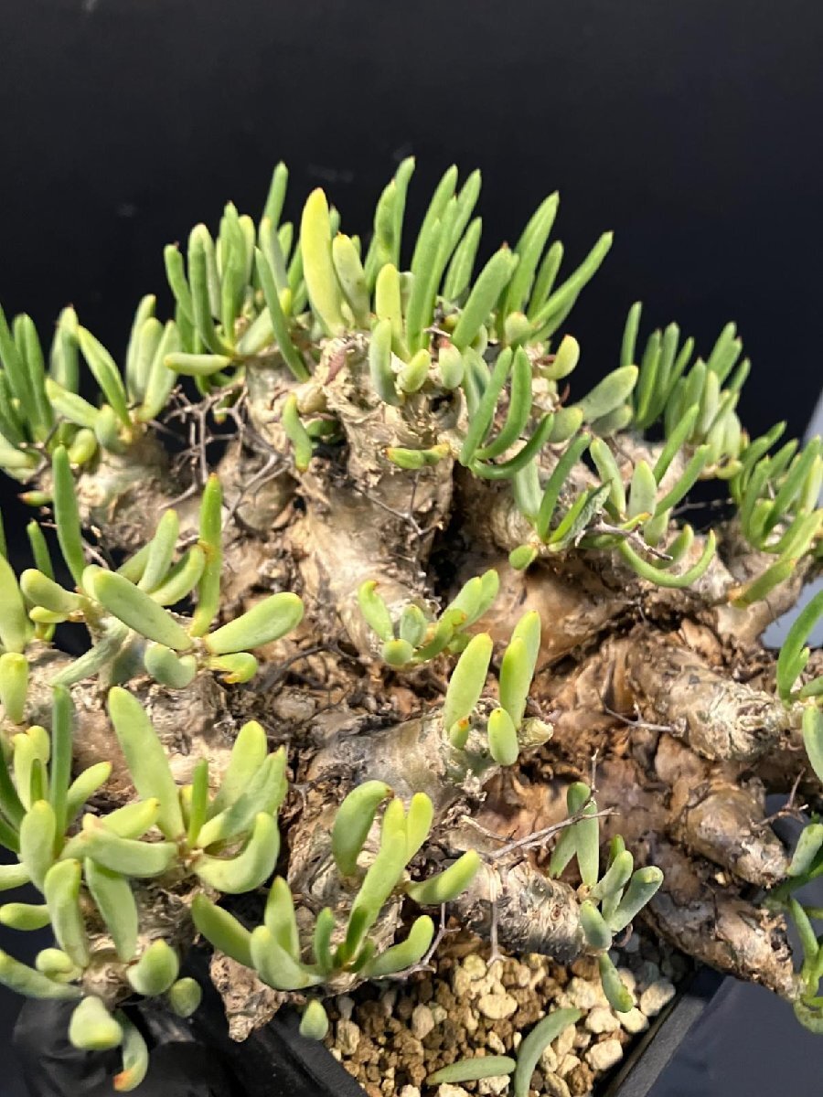 4895 「塊根植物」チレコドン レティキュラーツス 【発根未確認・発芽中・多肉植物・Tylecodon reticulatus・万物想 ・枯枝・折枝アリ】の画像5