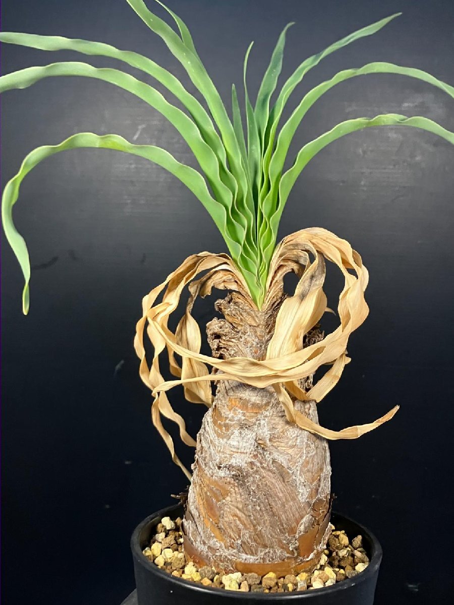 5726 「球根植物」ブーファン ディスティチャ 波打ち葉 植え【発根・美株・Boophane disticha・多肉植物】_画像1