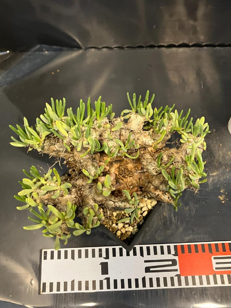 4895 「塊根植物」チレコドン レティキュラーツス 【発根未確認・発芽中・多肉植物・Tylecodon reticulatus・万物想 ・枯枝・折枝アリ】の画像6