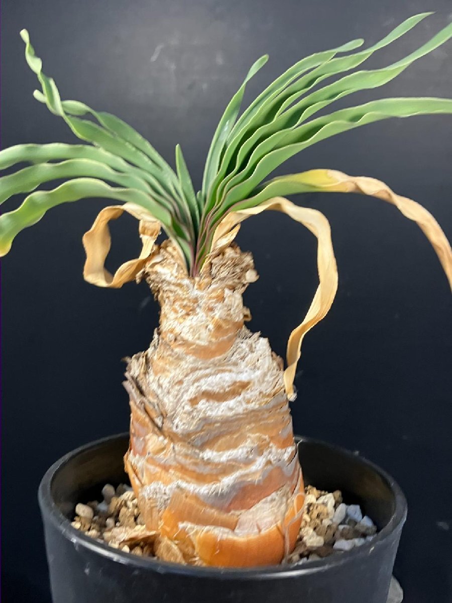 5724 「球根植物」ブーファン ディスティチャ 波打ち葉 植え【発根・美株・Boophane disticha・多肉植物】_画像2